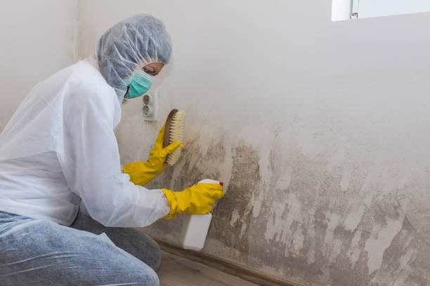 Attic Mold Removal in Richton Park, IL