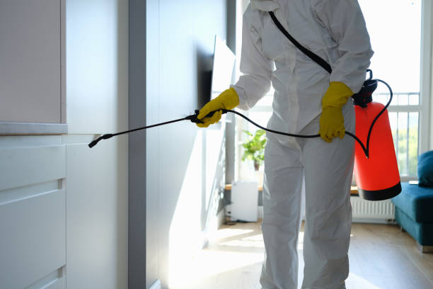 Best Attic Mold Removal  in Richton Park, IL