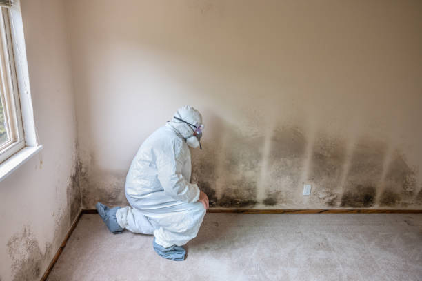 Best Fast Mold Removal  in Richton Park, IL