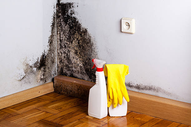 Best Mold Damage Repair  in Richton Park, IL