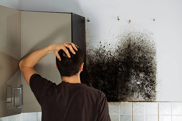 Trusted Richton Park, IL Mold Removal Experts