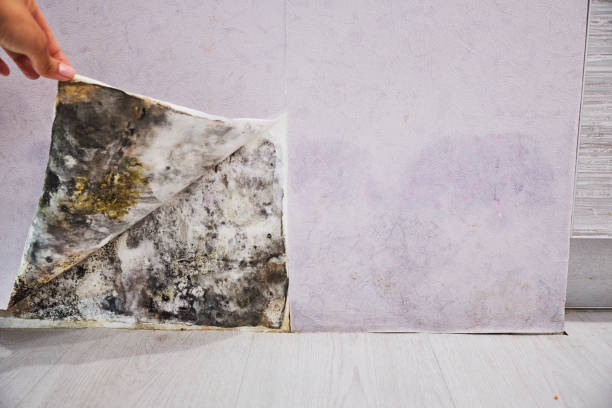 Best Mold Remediation  in Richton Park, IL